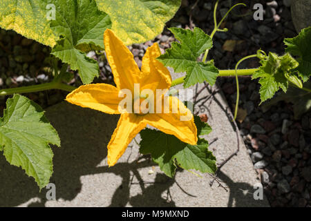 Sommer Squash, Prydnadspumpa (Cucurbita pepo) Stockfoto