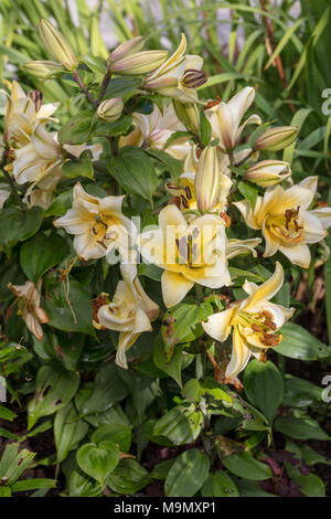 'Time Out' Oriental hybrid, Orientlilja (Lilium Hybriden) Stockfoto