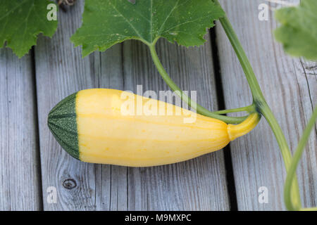 Sommer Squash, Prydnadspumpa (Cucurbita pepo) Stockfoto