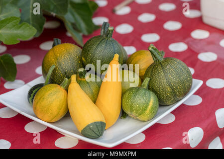 Sommer Squash, Prydnadspumpa (Cucurbita pepo) Stockfoto