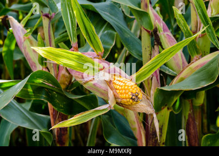 Reife Ähre in einem Feld Öffnen mit sichtbaren Gelbe Körner. Stockfoto