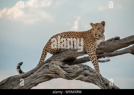 Junge Leopard auf einem Zweig in Chobe Nationalpark in Botswana posing Stockfoto