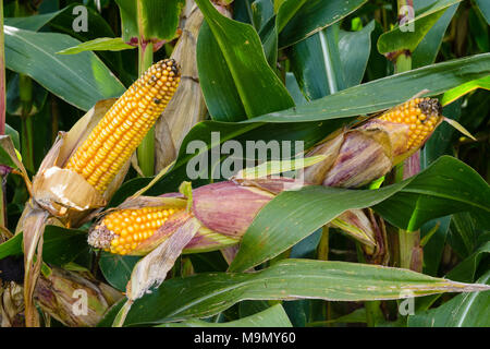 Reife Ähren in einem Feld Öffnen mit sichtbaren Gelbe Körner und trockenen Schalen. Stockfoto