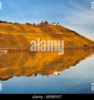 Blick auf Schloss Marienburg über die Weinberge im Herbst, Pünderich, Mosel, Rheinland-Pfalz, Deutschland Stockfoto