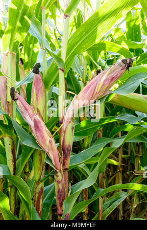 Geschlossener Maiskolben in einem Feld. Stockfoto