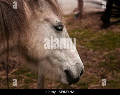 Porträt der schönen Pferd Stockfoto