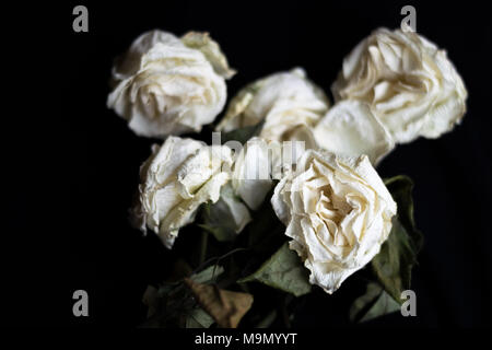 Nahaufnahme von einem Haufen verwelkten weißen Rosen auf schwarzem Hintergrund Stockfoto