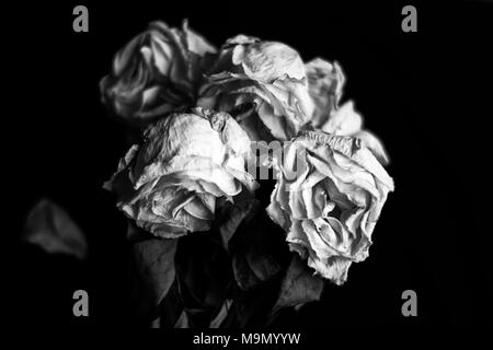 Nahaufnahme von einem Haufen verwelkten weißen Rosen auf schwarzem Hintergrund in Schwarz und Weiß Stockfoto