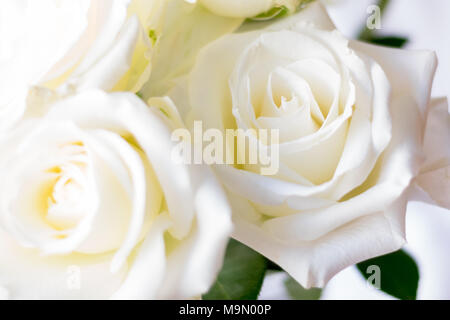 Nahaufnahme von einem Blumenstrauß aus den weißen Rosen in voller Blüte Stockfoto