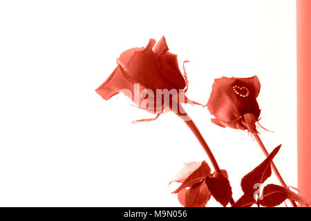 Muttertag roter Hintergrund mit Rosen isoliert auf Weiss, und Glitter Herz Form, einfarbig rot Stockfoto