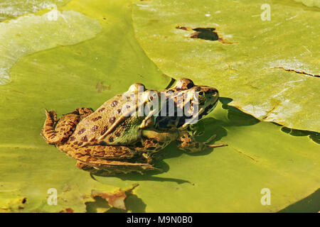 Gemeinsame europäische Frösche in der Kupplung auf einem nymphaea Stockfoto