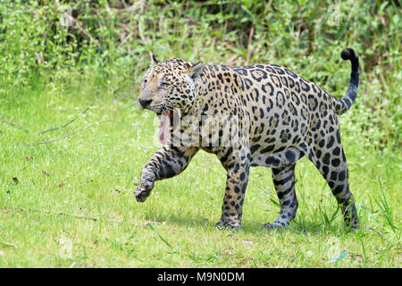 Jaguar (Panthera onca) gähnen Mit herausgestreckter Zunge, Pantanal, Mato Grosso, Brasilien Stockfoto