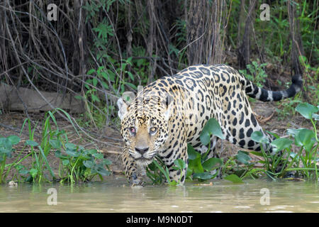 Jaguar (Panthera onca) Stalking am Ufer, mit Blick auf die Kamera, Pantanal, Mato Grosso, Brasilien Stockfoto