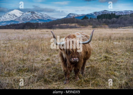 Highland Kuh in Berglandschaft in Schottland Stockfoto