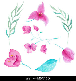 Bouganvillea Blumen und Blätter aquarell Sammlung auf weißem Hintergrund. Kann für Karte, Dekoration, Einladung verwendet werden, drucken. Stockfoto