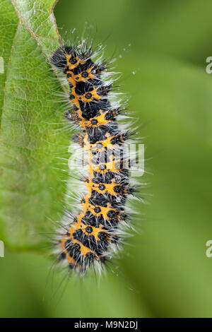 Early Instar Larven des Kaisers Motte Saturnia pavonia - in der 4. instar Bühne hat es die grünen und schwarzen Färbung entwickelt Stockfoto