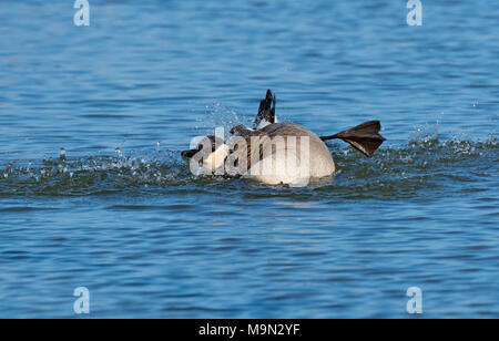 Kanada Gänse Branta Canadensis Baden Stockfoto