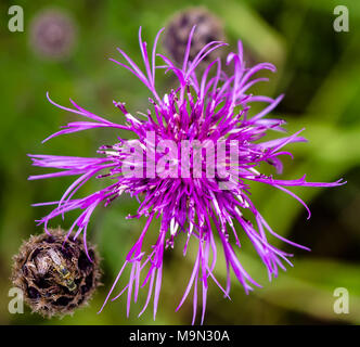 Makro einer Purple mountain Kornblume mit natürlichen Hintergrund isoliert Stockfoto