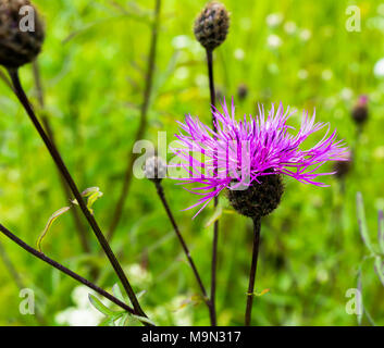 Nahaufnahme von Purple mountain Kornblume mit natürlichen, grünen Hintergrund isoliert Stockfoto