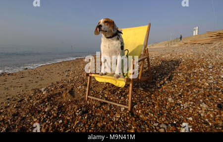 Ein Hund sitzt im gelben Liegestuhl auf Hove Beach genießen Sie die Seeluft. Stockfoto