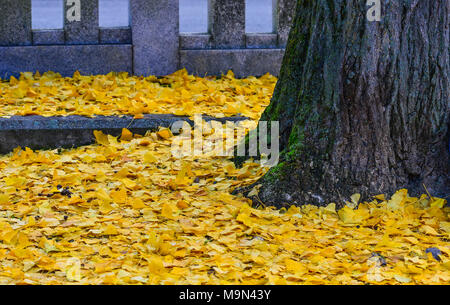 Gefallenen Ginkgoblätter im Park in Kyoto, Japan. Stockfoto