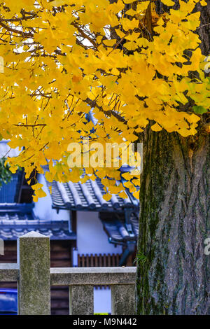 Ginkgo Blätter am Baum im Herbst Park in Kyoto, Japan. Stockfoto