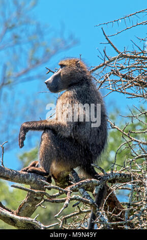 Single Pavian sitzen auf dem Trockenen blattlosen Äste vor blauem Himmel Hintergrund bei Imfolozi-Hluhluwe game reserve in Südafrika Stockfoto