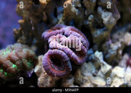 Lobophyllia LPS Korallen Stockfoto