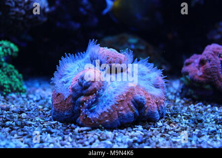 Lobophyllia LPS Korallen Stockfoto