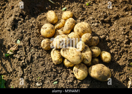 Stapel frisch gegraben Kartoffeln auf einem Feld. Landwirtschaft, Industrie, Lebensmittelproduktion und Landwirtschaft Konzept. Stockfoto