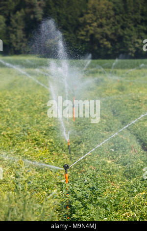 Irrigational System auf umfangreichen Kartoffelfeld. Automatisierte Landwirtschaft, Technologie, Vorbeugung gegen Dürre, der Industrie, der Lebensmittelindustrie und der Landwirtschaft Konzept. Stockfoto