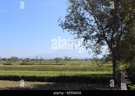 Die Landschaft im Plaosan-Tempel-Gebiet, einem der hinduistisch-buddhistischen Tempel in Indonesien, liegt im Klaten-Bezirk, Provinz Zentral-Java Stockfoto