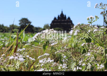 Die Landschaft im Plaosan-Tempel-Gebiet, einem der hinduistisch-buddhistischen Tempel in Indonesien, liegt im Klaten-Bezirk, Provinz Zentral-Java Stockfoto