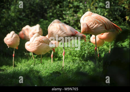 Chilenischer Flamingo (Phoenicopterus sp.) im Löwenpark in Givskud, Dänemark. 18. August 2010, ist ein Zoo und Safari Park wurde 1969 eröffnet als Løvepar Stockfoto