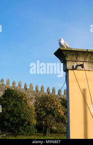 Gull sitzen auf eigenständige Zauberstab mit Hintergrund von Orangenbäumen Stockfoto