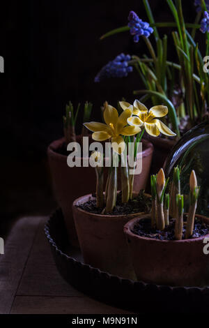 Gelbe Krokus und Muscari Anzeige auf Tisch Stockfoto