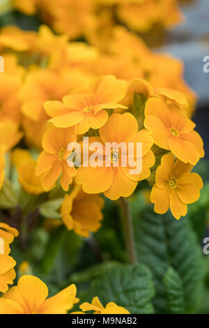 Nahaufnahme der frühlingsblühenden orange / gelben Polyanthus F1 Blüte in Großbritannien Stockfoto