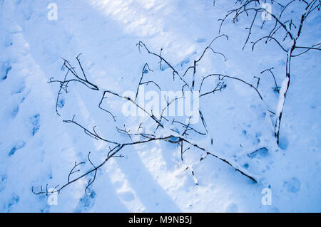 Zweig auf dem Boden im Schnee Stockfoto