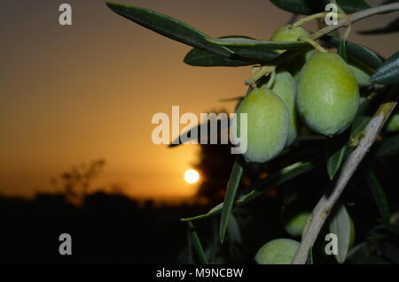 Olive Branch mit Früchten bei einem wunderschönen Sonnenaufgang, sizilianischen Hintergrund Stockfoto