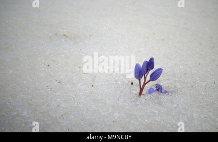 Violette Blumen im Frühjahr unter dem Schnee. Schneeglöckchen im Frühjahr Stockfoto