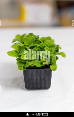Micro Grüns Stockfoto