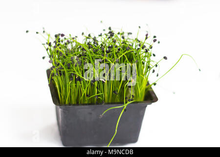 Micro Grüns Stockfoto