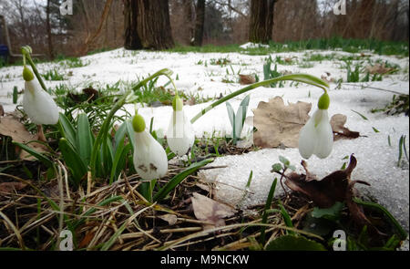 Galanthus. Schöner Frühling Blumen in der Natur. Schneeglöckchen in der Natur. Erste Frühling Blumen Schneeglöckchen im Wald. Wilden weißen Schneeglöckchen im Schnee. Stockfoto