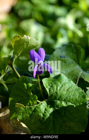 Nahaufnahme einer Viola Odorata, Süße Violett, Violett, Sizilien Stockfoto