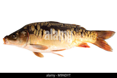 Fluss Fisch Spiegelkarpfen auf weißem Hintergrund Stockfoto