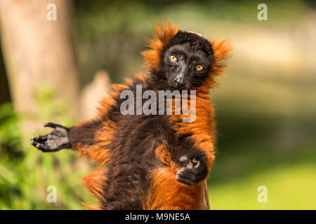 Ein roter Vari Sonnenbaden im Artis Zoo in Amsterdam in den Niederlanden. Stockfoto