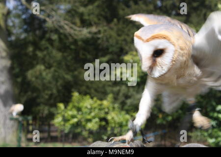 Schleiereule Landung mit einem anderen Eule im Hintergrund Stockfoto