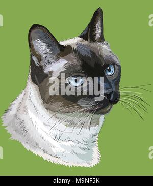 Vektor Kontur bunte Portrait von neugierig Siamesische Katze in Schwarz, Braun, Weiß und Grau Farben. Hand Zeichnung Abbildung auf grünem Hintergrund isoliert Stock Vektor