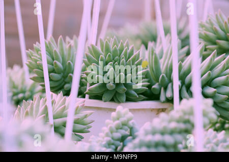 Gruppe von Sedum burro Schwanz hängen am Rahmen im Blumengarten, der Sukkulenten Kakteen mit grünem Hintergrund schließen, eine Art Zimmerpflanze so schön Stockfoto