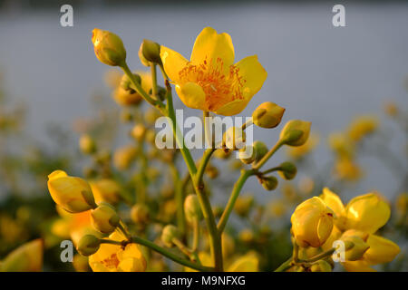 Gelbe Blume im Frühling, buttercup Baum Blüte hell golden am Blumenmarkt, Stadt Da Lat, Vietnam im Frühjahr, in der Nähe der Knospen, Blüten im Sonnenuntergang Stockfoto